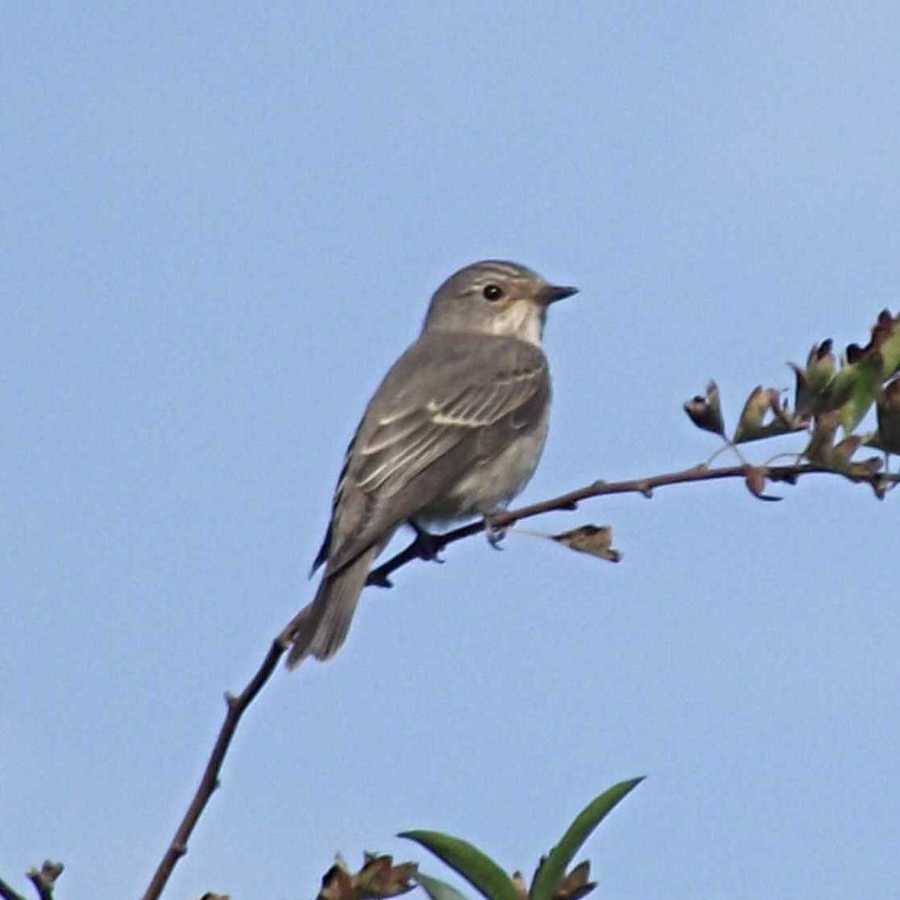 Spotted Flycatcher